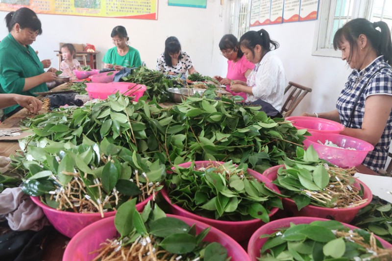 油茶树成我省山区脱贫树致富树,广南县油茶树结出致富果