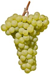 小众之美|AltoAdigeDOC上阿迪杰