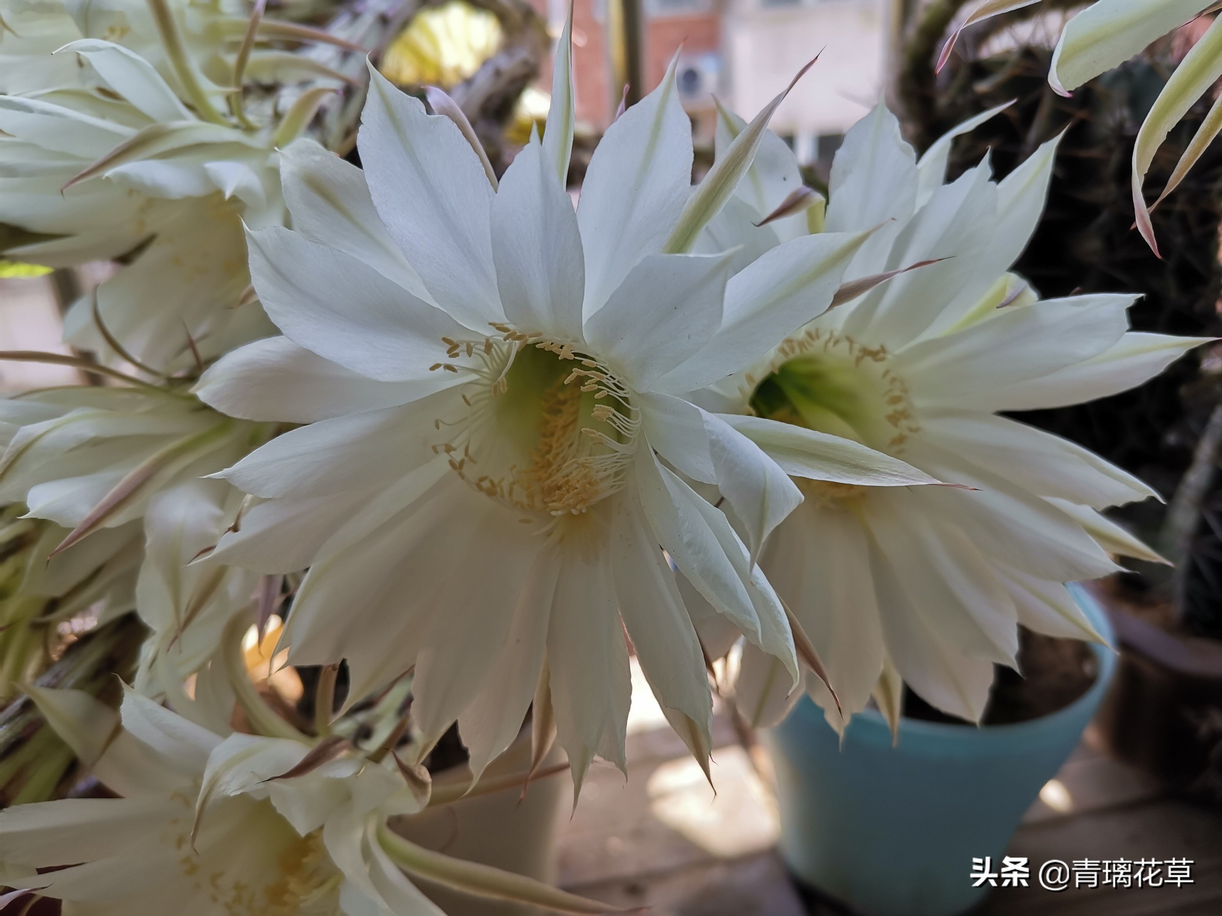 骗人花,四种坑人花