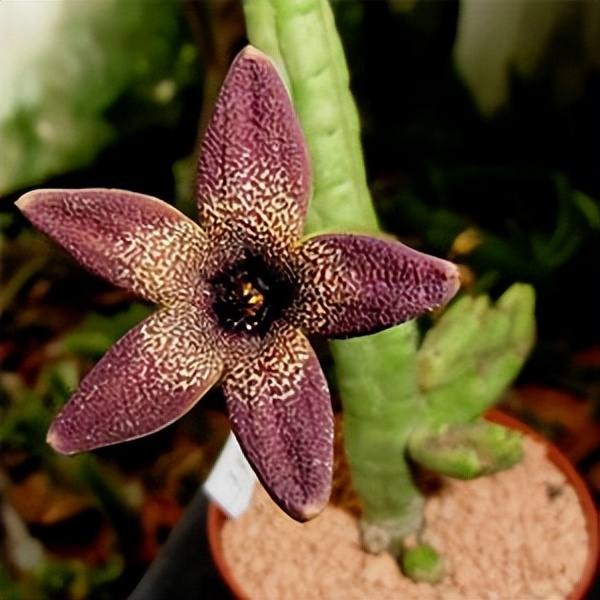 102个大类近500个多肉植物图片，都极其美丽，建议在家中也养一盆