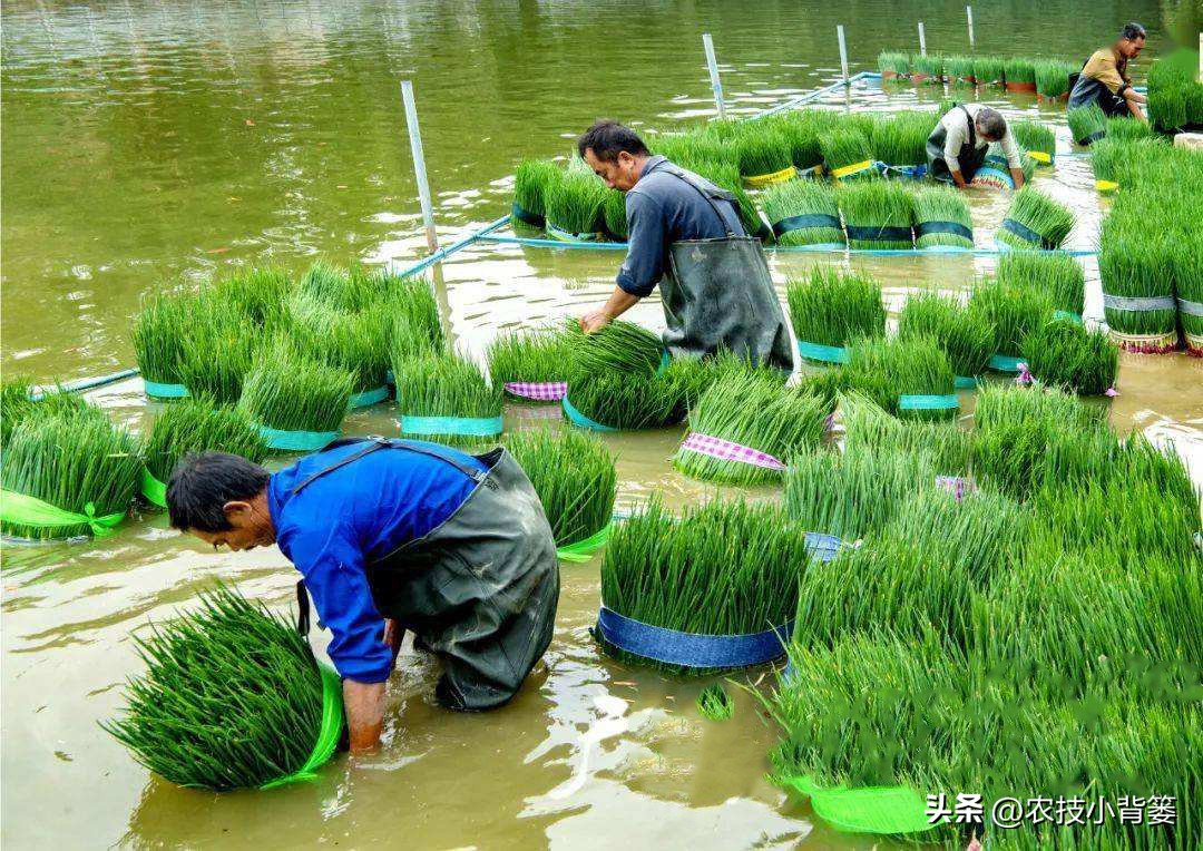 小香葱种植时间和方法视频,小香葱的种植方法和时间