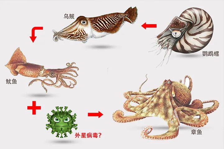 章鱼是外星生物吗,章鱼是外星生物吗完整解说