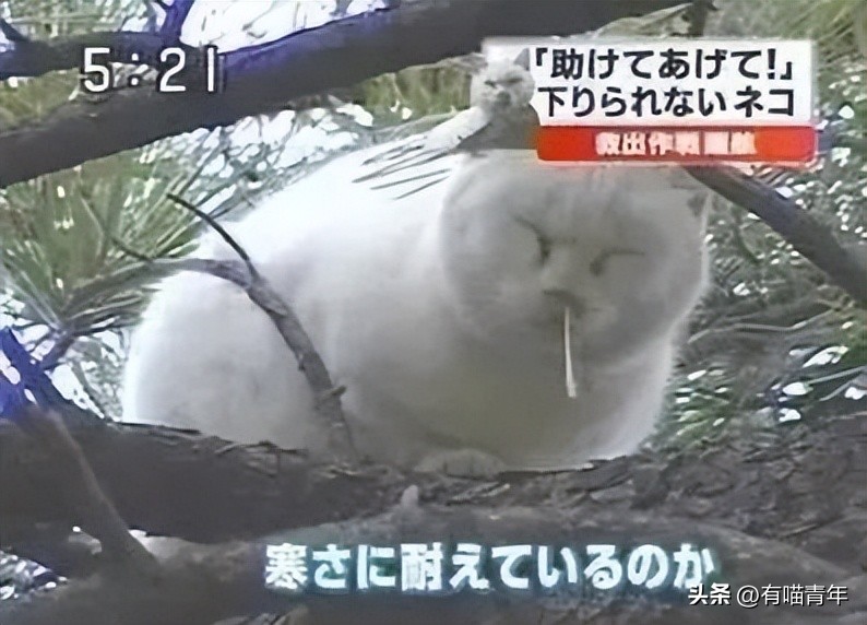 非洲雄狮打群架,俄罗斯战斗民族跟狮子打架