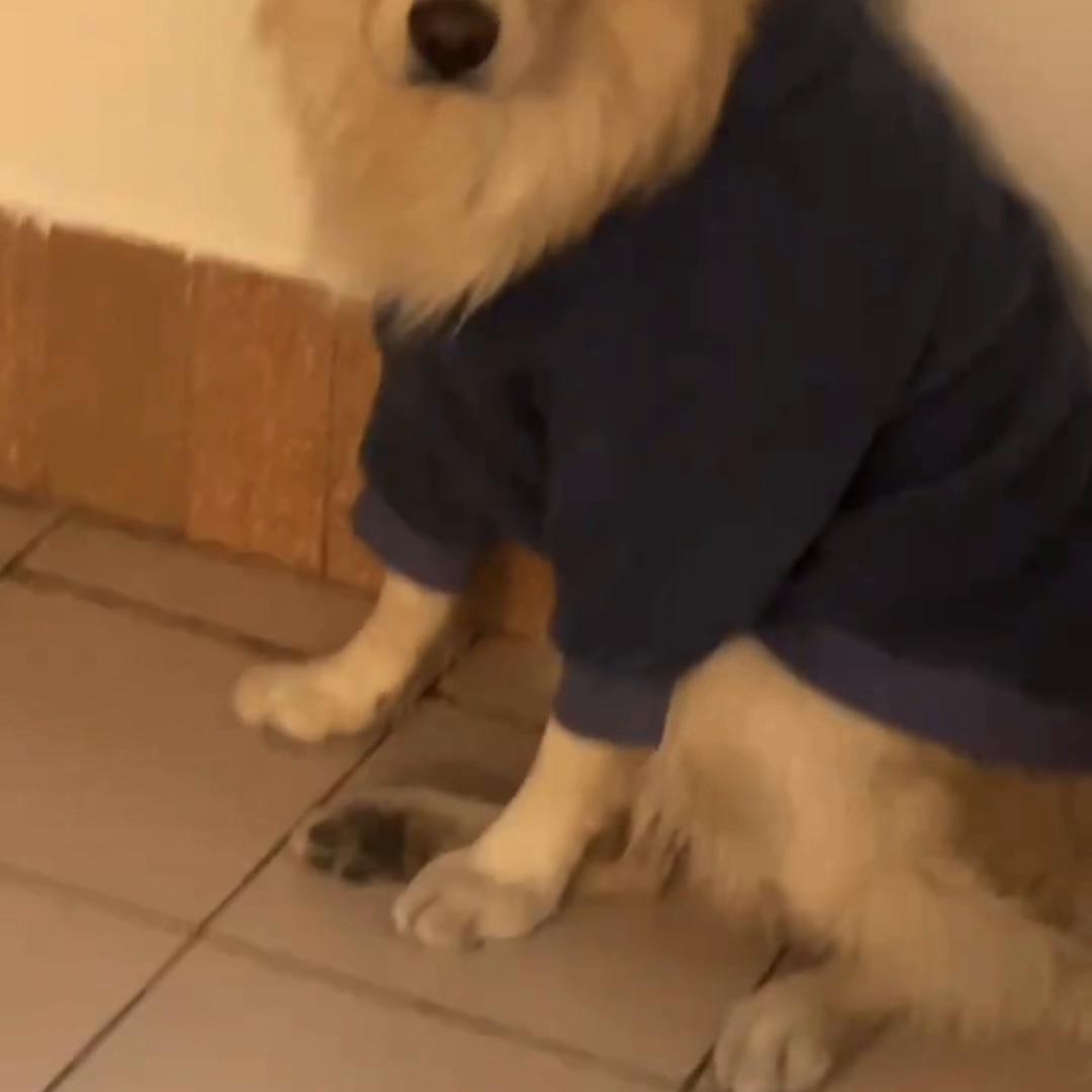 总结一下黄皮沙发还喜欢的可以联系我#金萨狗狗