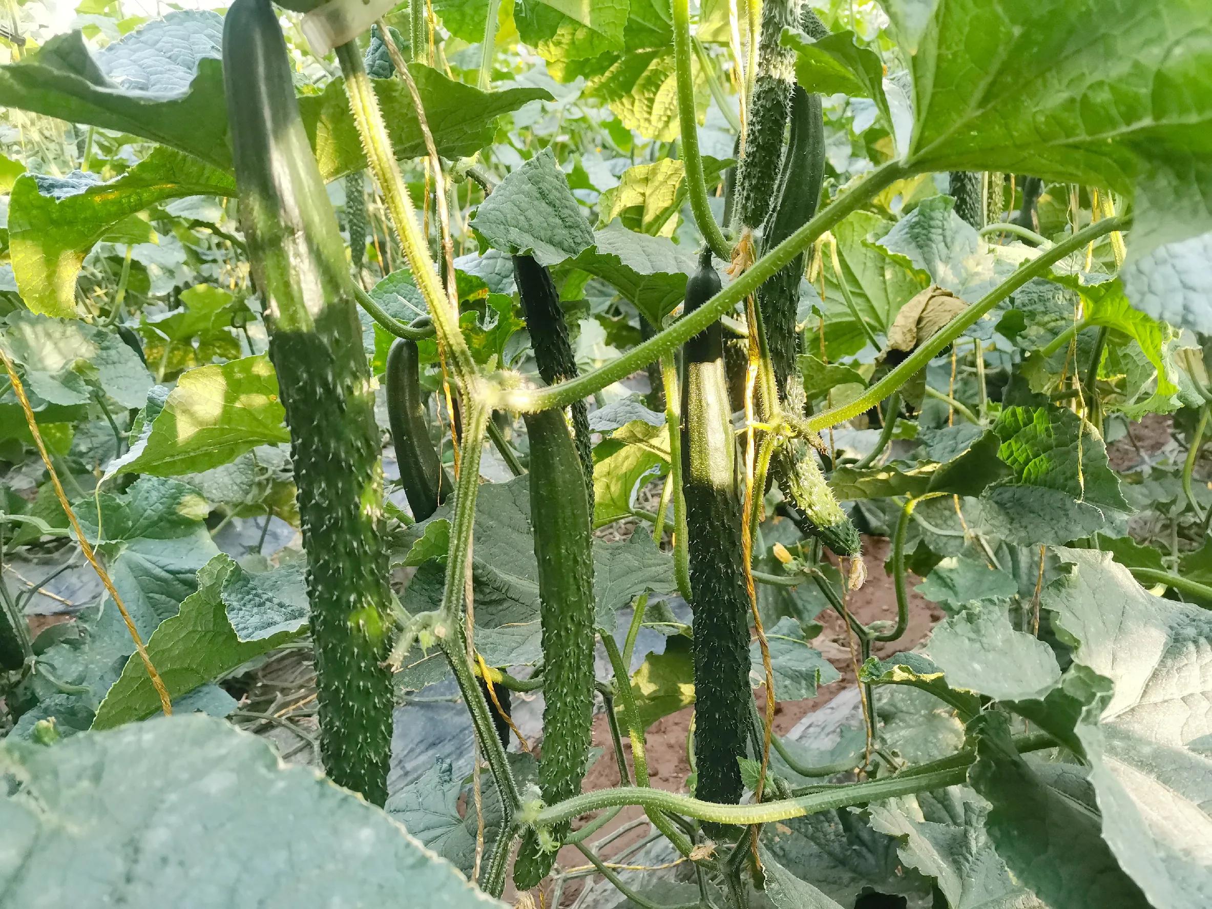 自制万能养花肥料,自制万能肥料的配方