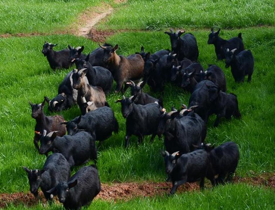 硕士回村做养殖一年净赚10万元,养山羊一年赚40万