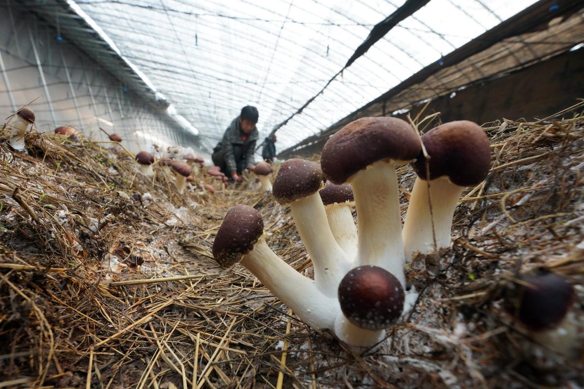 食用菌病害治疗方法,食用菌中常见病害