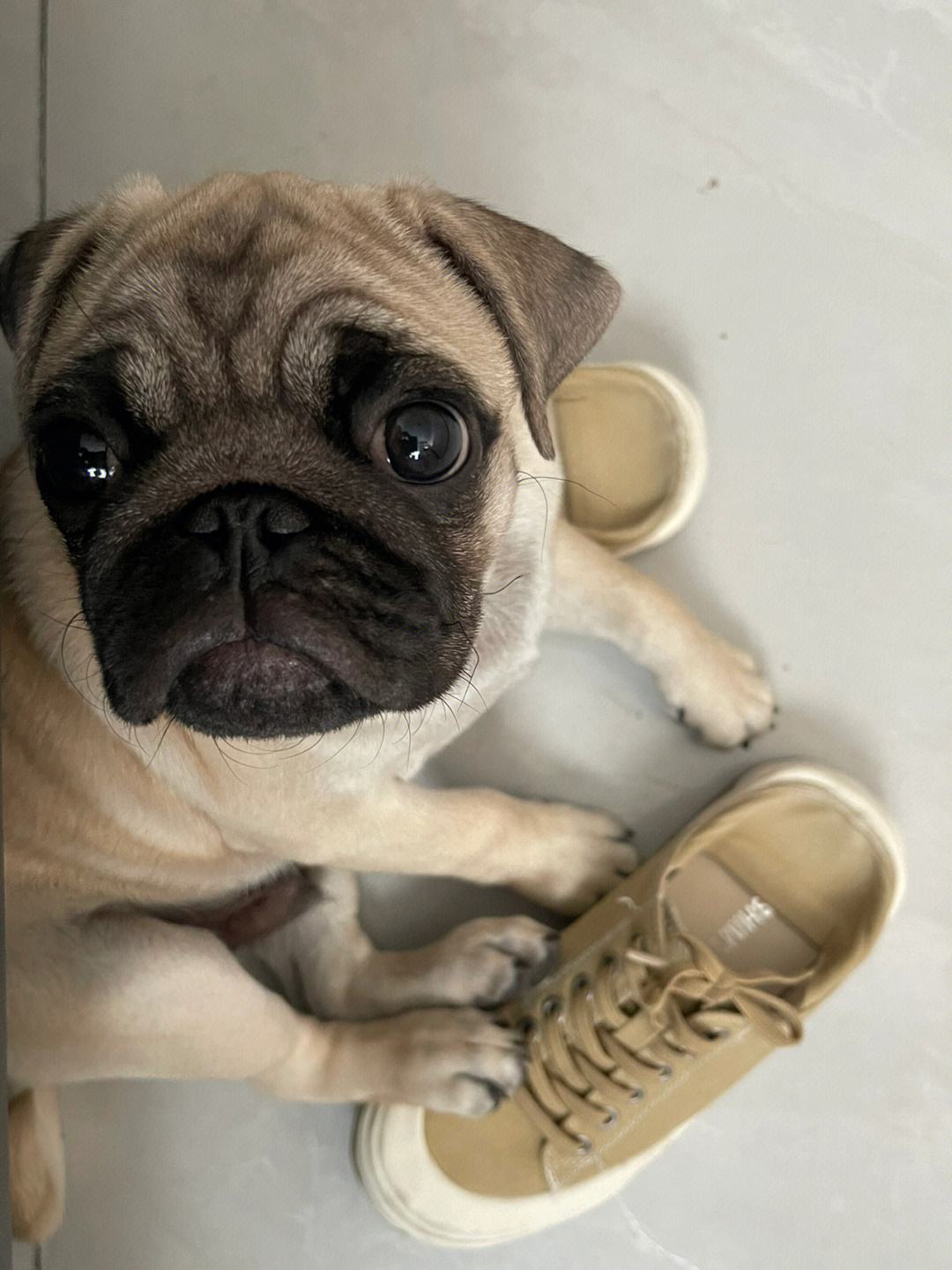 新手适合养的狗便宜可爱,又便宜又可爱的狗