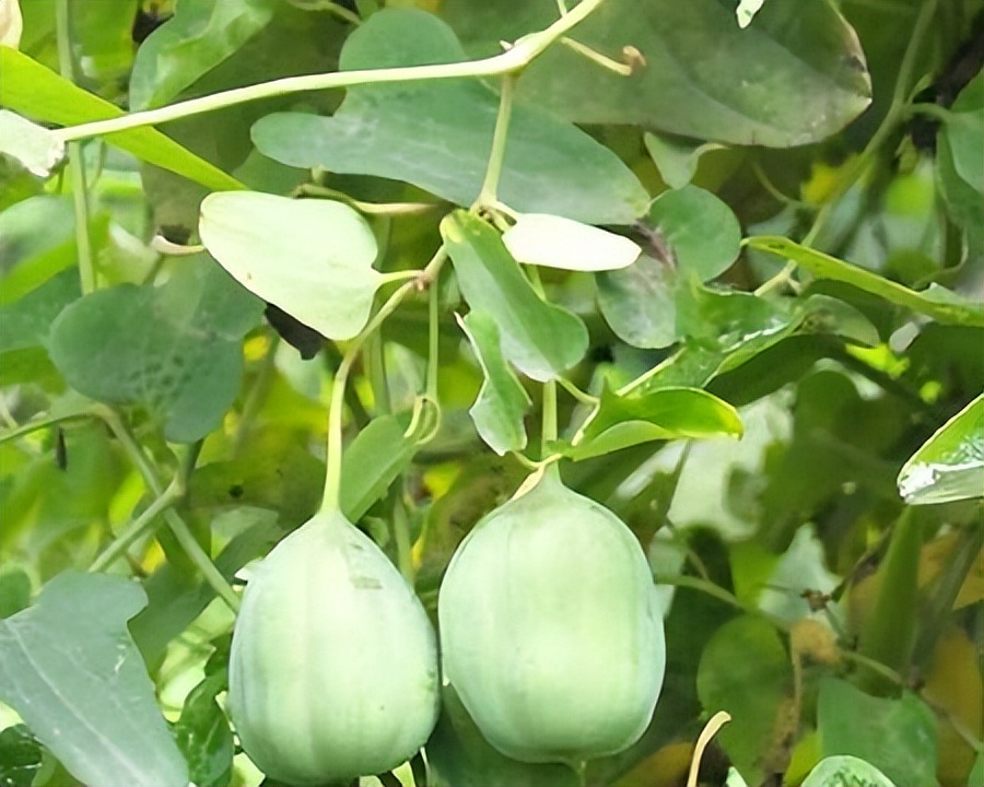 经常食用鱼腥草可能患有肾病，还会致癌？专家：功不可没