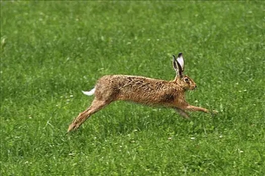 年轻和成年欧洲野兔股骨的形态特征、矿化和力学特性分析