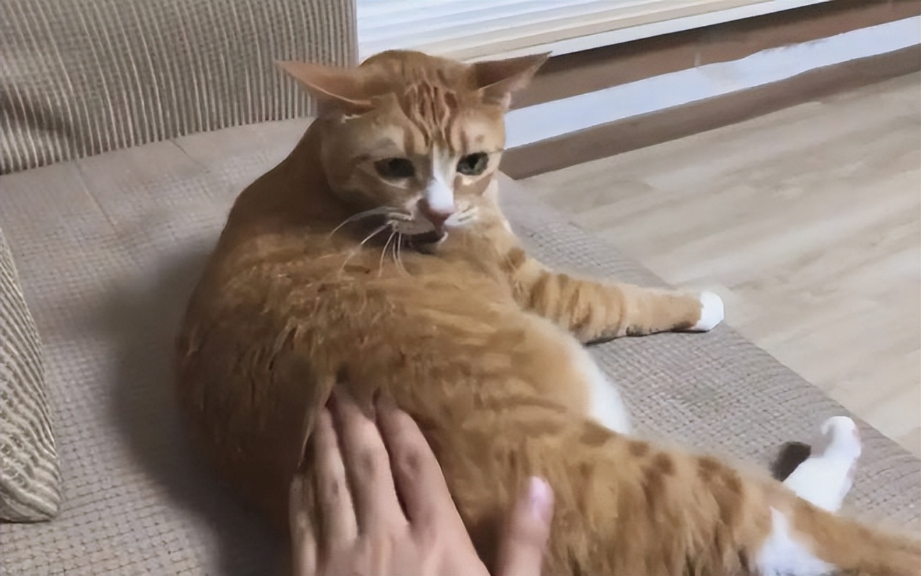 猫为什么很讨厌猫,为什么讨厌狗却不讨厌猫