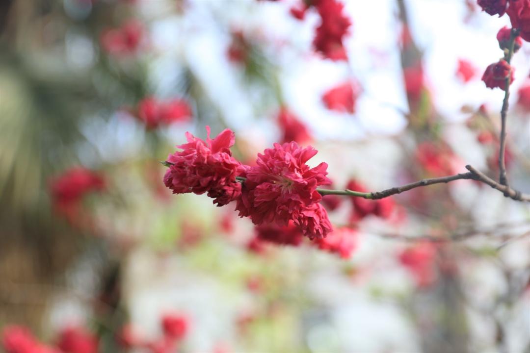 鐩哥害鍐滃ぇ,鐩歌仛浜戠鐩哥害鍐滃ぇ