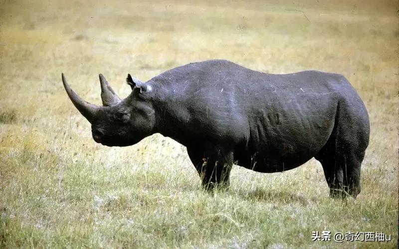 犀牛角的特殊用处,犀牛角有什么特殊用途