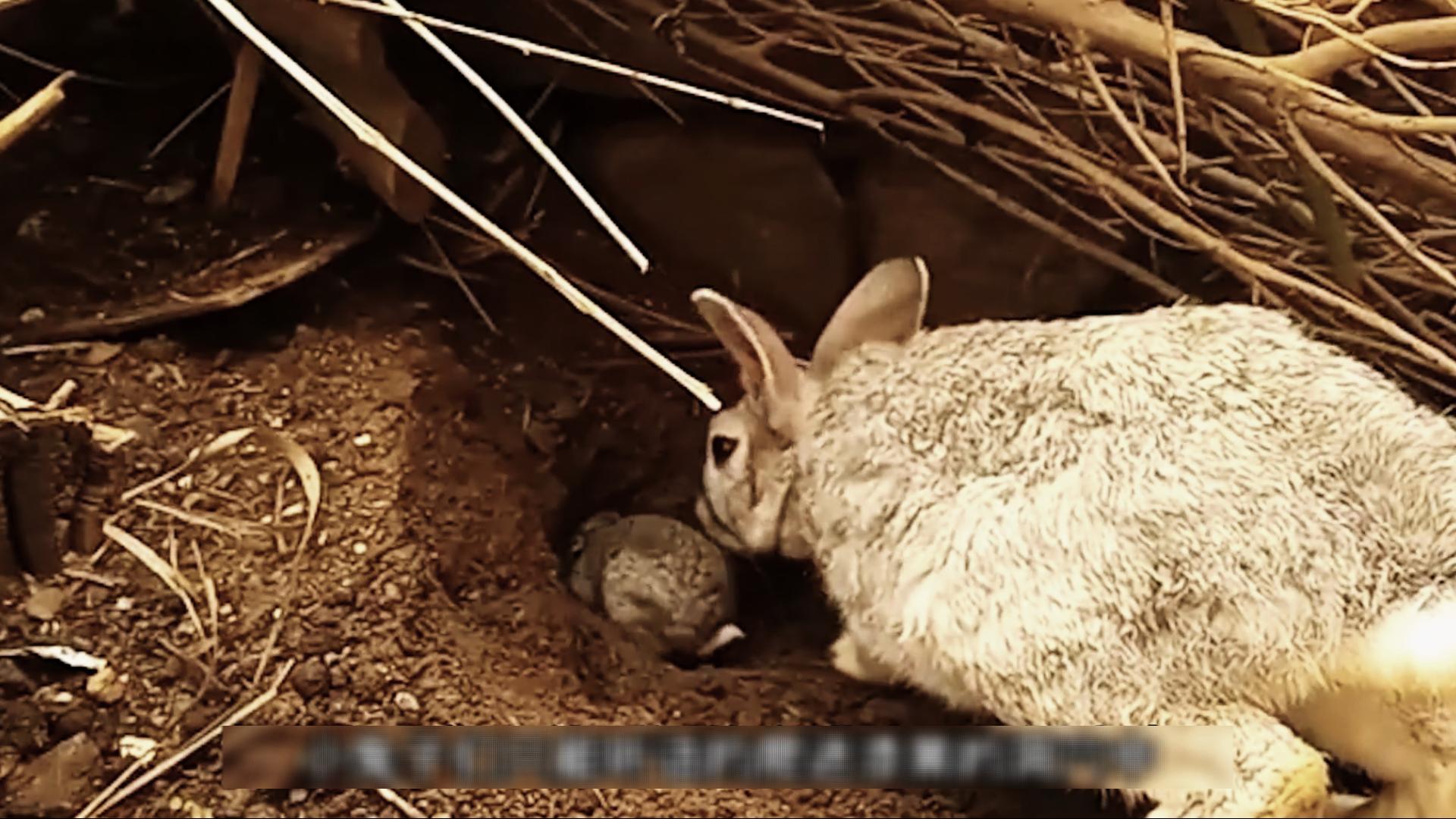 为什么国外野兔会成灾,国外野兔泛滥成灾后续