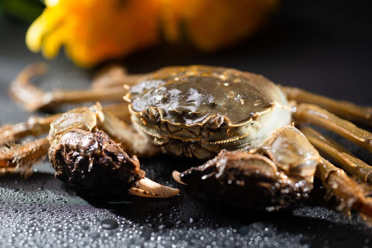 阳澄湖最大的大闸蟹养殖基地,大闸蟹阳澄湖养蟹