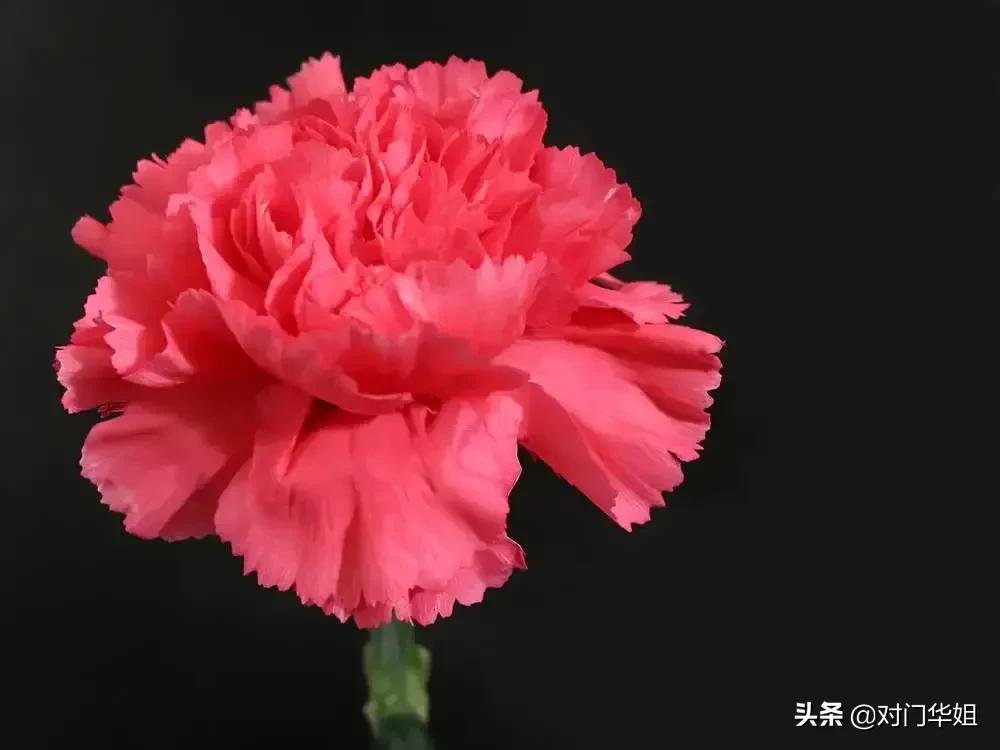 不朽的母爱,不朽的母爱全文