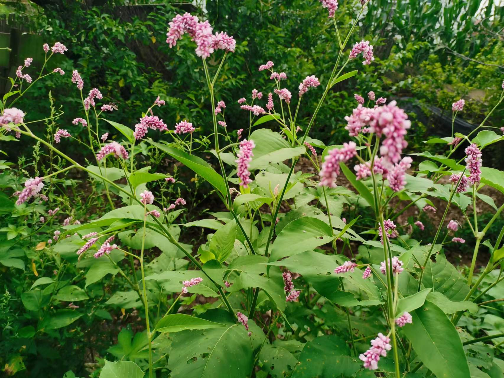民国时期西丰县,民国时期的西丰