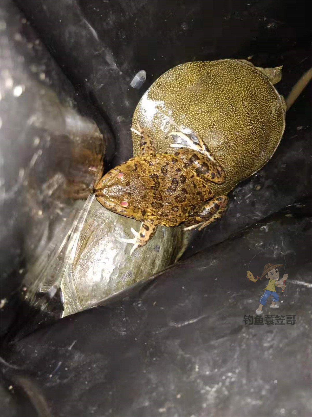 甲鱼应该怎么钓的小技巧,甲鱼生活习性及钓法图解