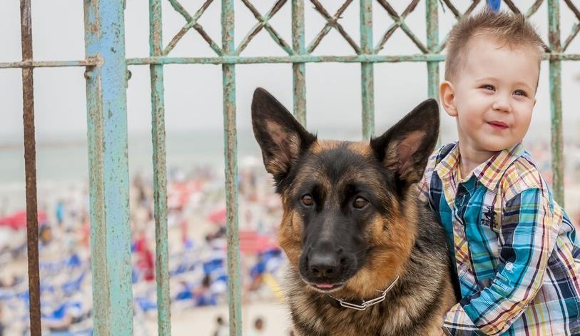 养马犬好还是养德国牧羊犬好,德国牧羊犬可以在城市养吗