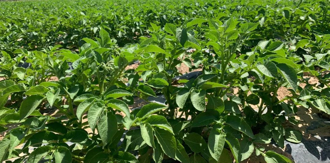 【企业动态】“湖畔拾闲”休闲农场市民农园：种植自由约起来