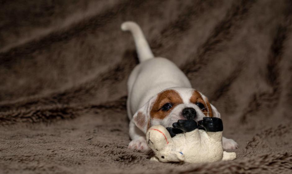 小狗狗受伤了怎么处理,狗狗受伤了怎么治才能好