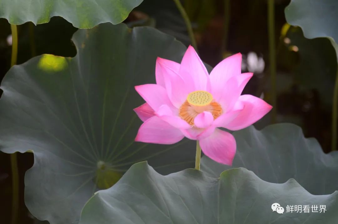 明心见性花开见佛,花开见佛碧水禅心