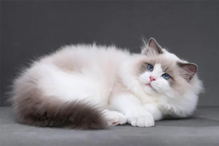 怎么来养好布偶猫,如何养好布偶猫