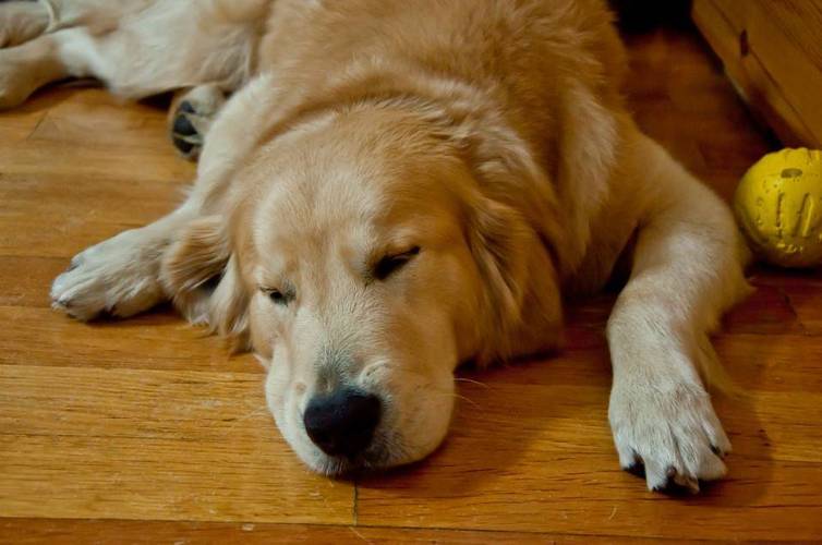 如果狗出现这几种情况会怎样,一只狗有这几种行为说明智商很低