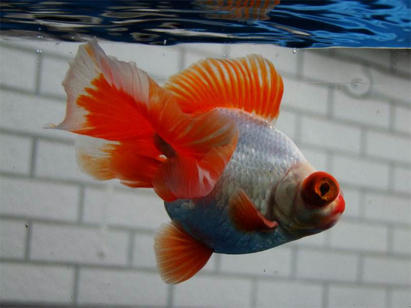 鱼友分享这些养鱼经验句句在理,鱼友种植水草缸心得赶紧收藏吧