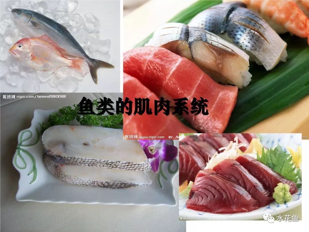 鱼的内部器官构造,鱼类的器官特征