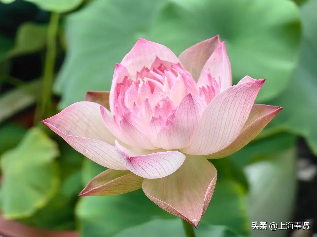 夏日赏荷好去处,奉贤哪里可以赏荷花