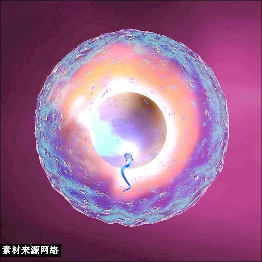 科学家发现人类精子和卵子,科学家发现精子与卵子