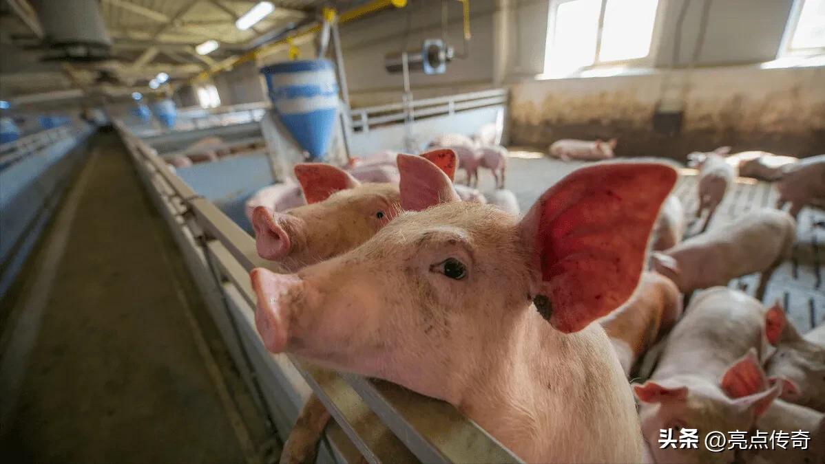 猪拉血怎么治最好,猪拉血的原因及治疗方法