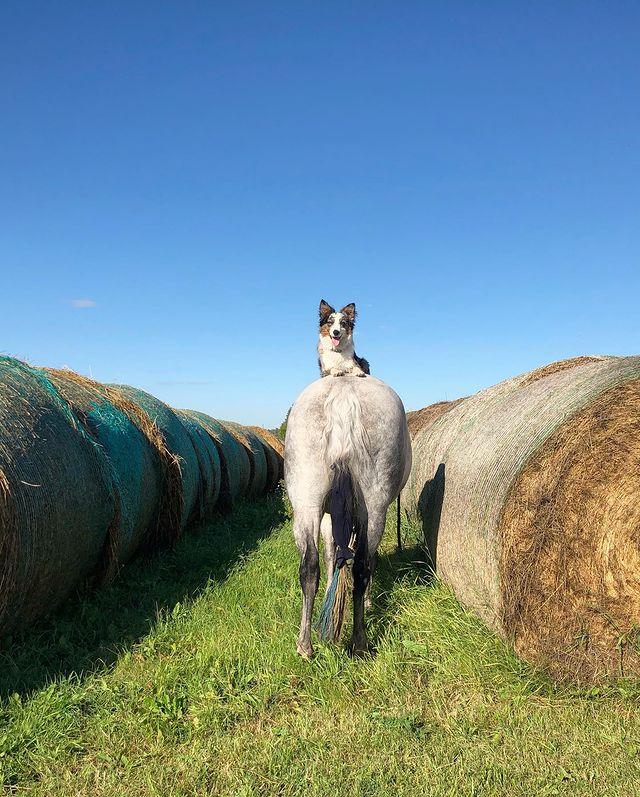 边牧和澳牧的混血狗狗,漂亮狗狗澳牧