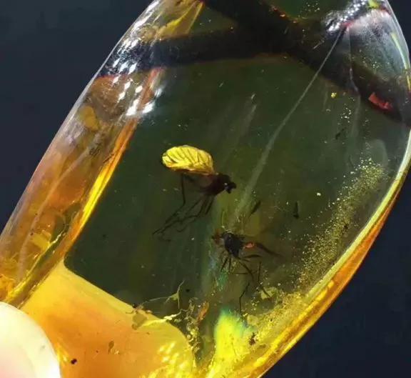 琥珀标本最简单的制作方法,制作琥珀标本要注意什么