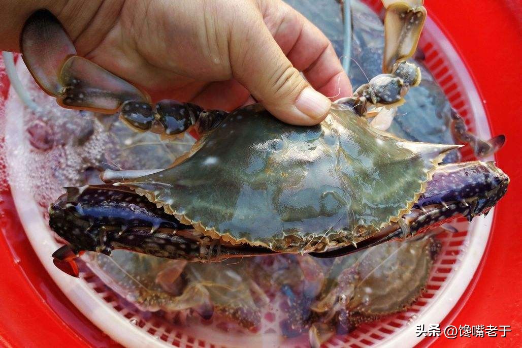 挑选螃蟹的秘籍大家学起来,买螃蟹的时候怎么挑肉和蟹黄多的