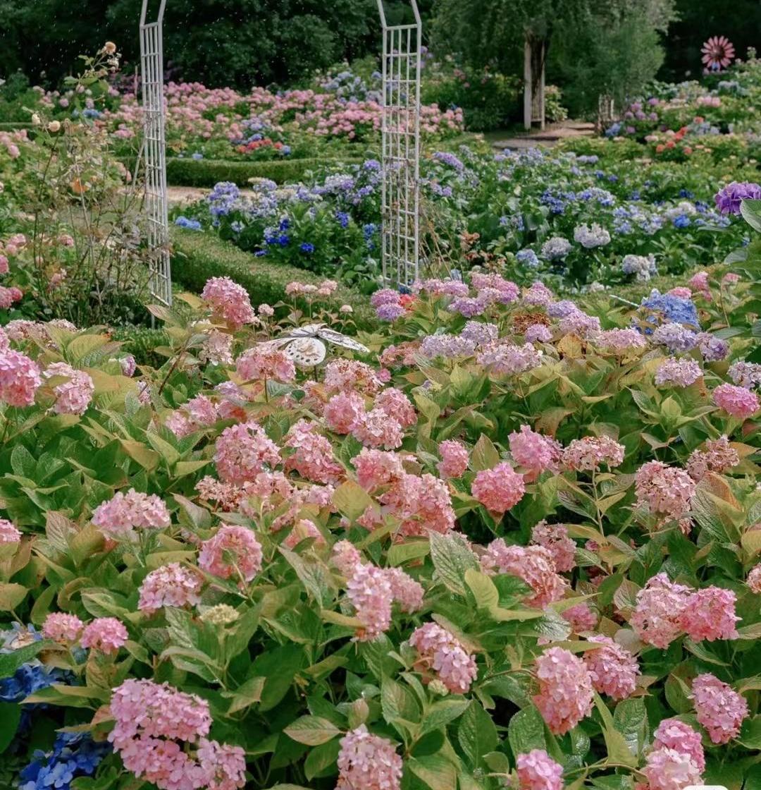 普阳绿城诚园发布会,武安普阳绿城诚园绿化现场