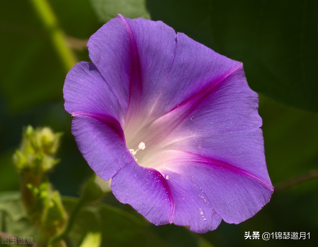 分享美图图片,紫罗兰花写实风图片