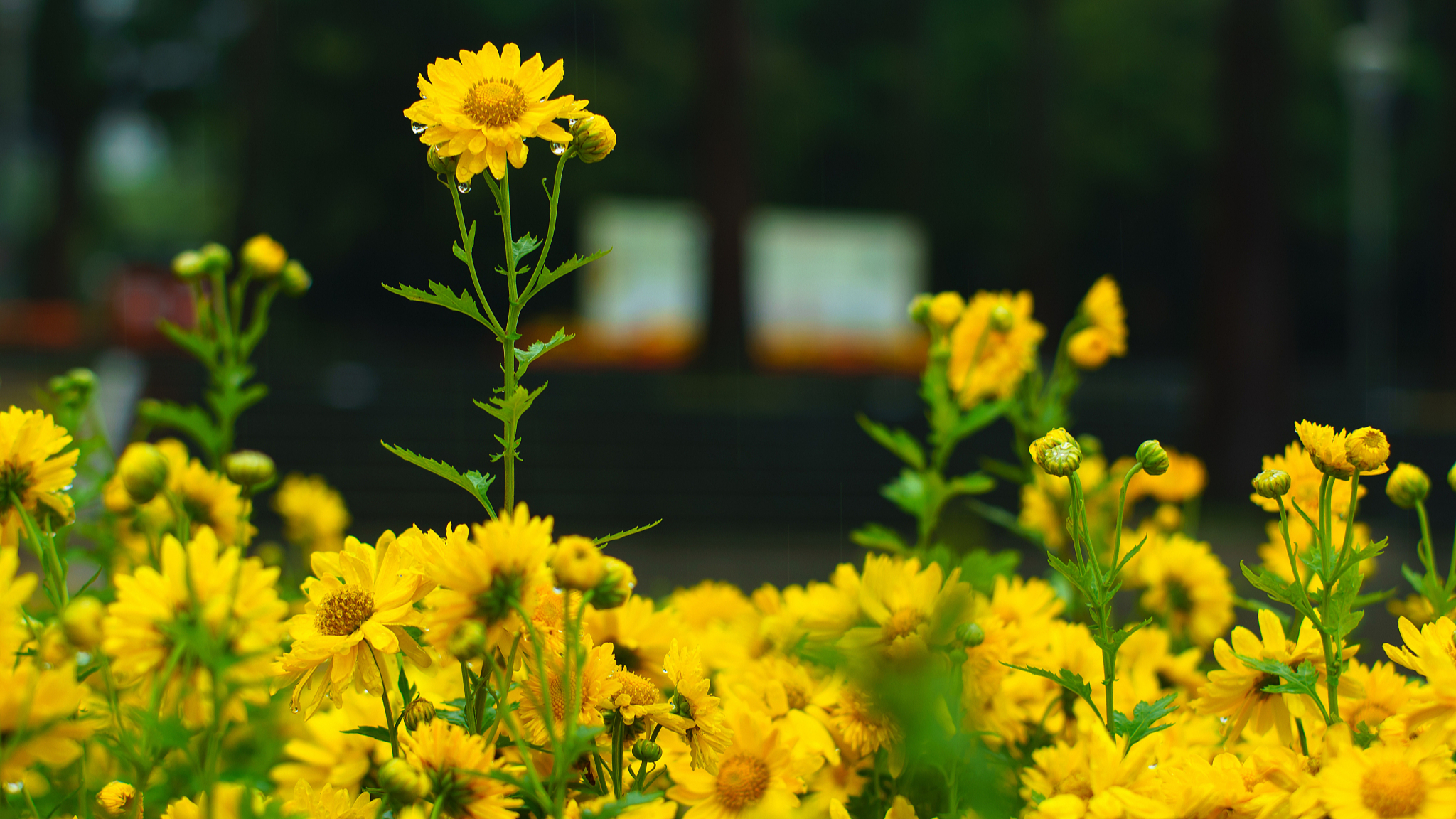 最美的十首词听雨,几首听雨诗