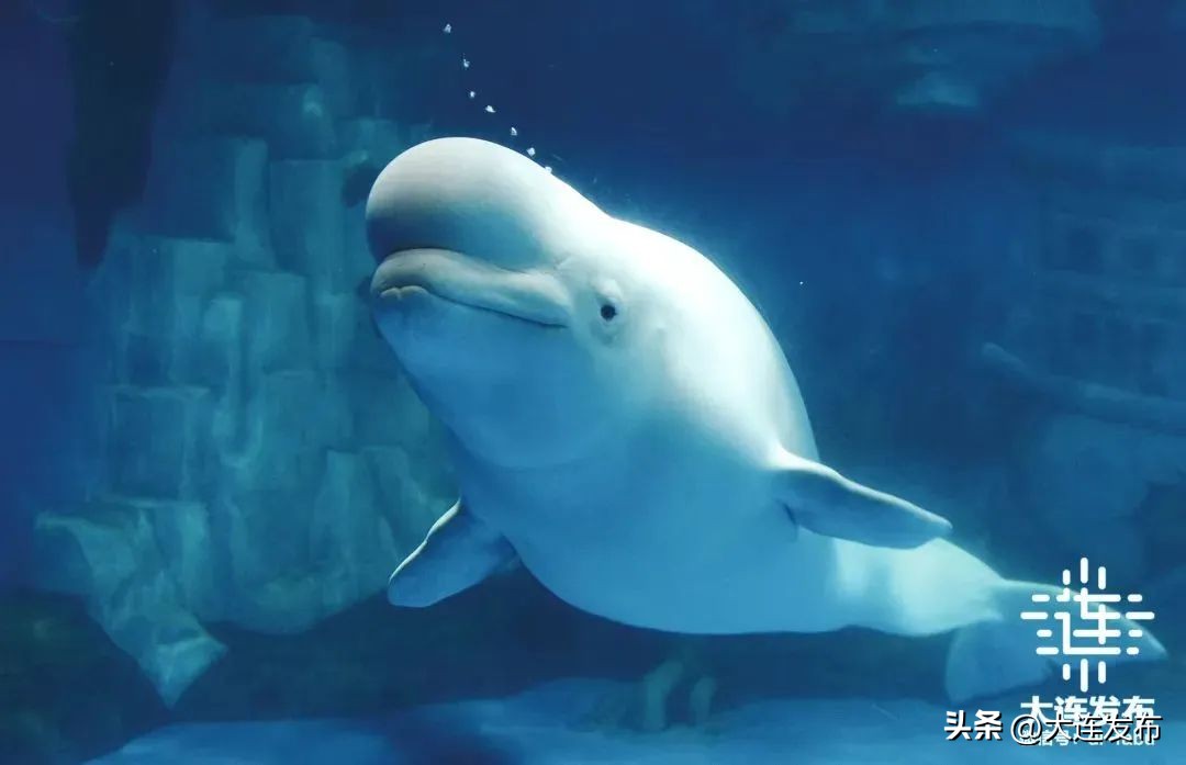 大连可以洗澡的海滩,大连既可以赶海又能洗海澡