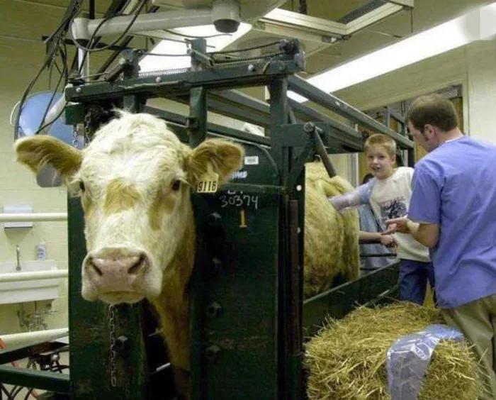 为什么外国牛身上会被开洞,牛身上打了个洞还能活多久