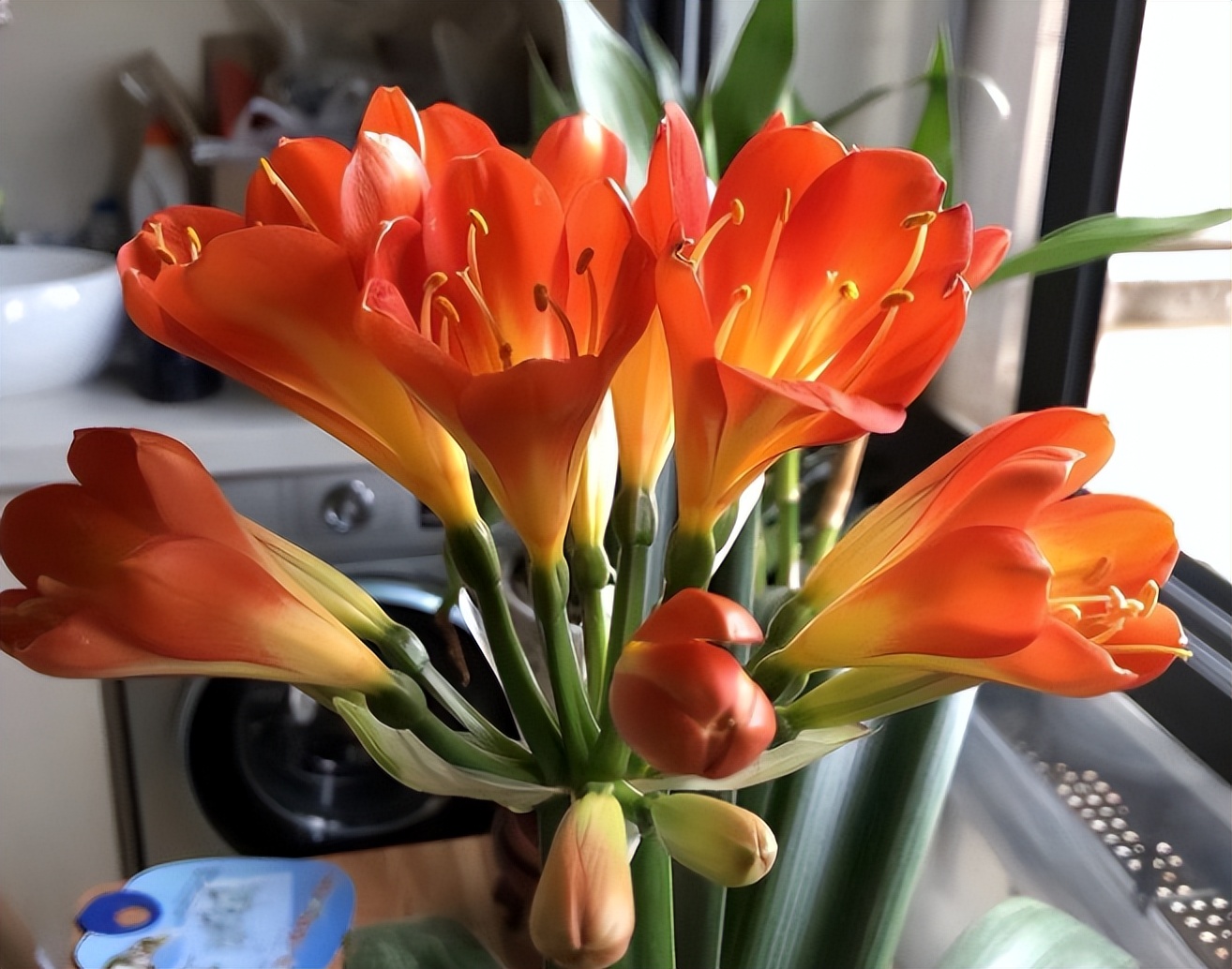 君子兰剃头后如何养,什么时候给君子兰剃头