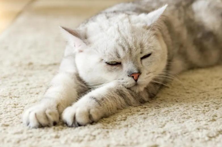 猫毛过敏原检测,为什么猫毛会过敏