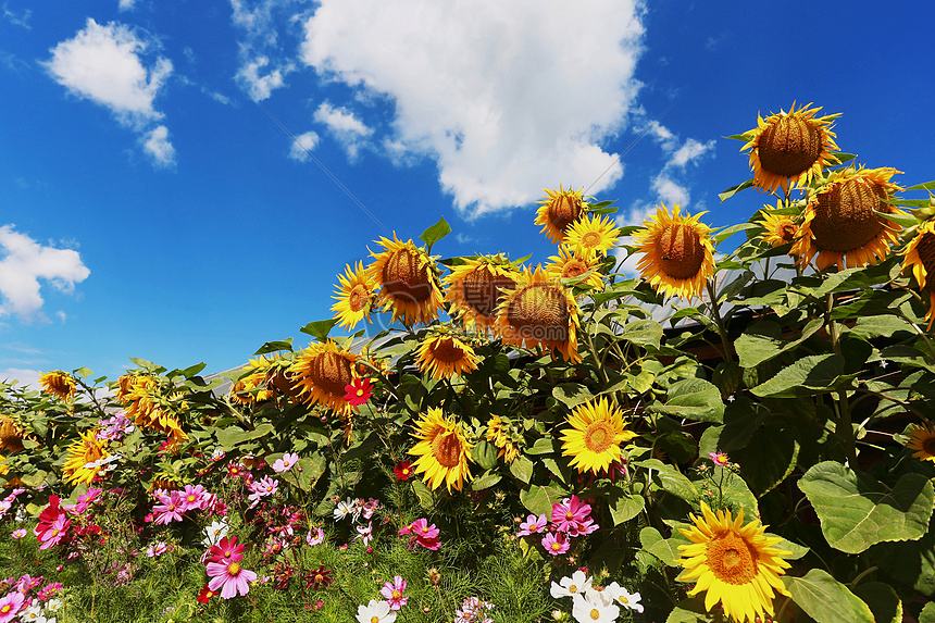 为什么向日葵总是朝着太阳开放,为什么向日葵总是朝着太阳开花