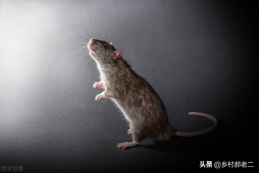 民间故事老虎打死人,民间故事打死老人