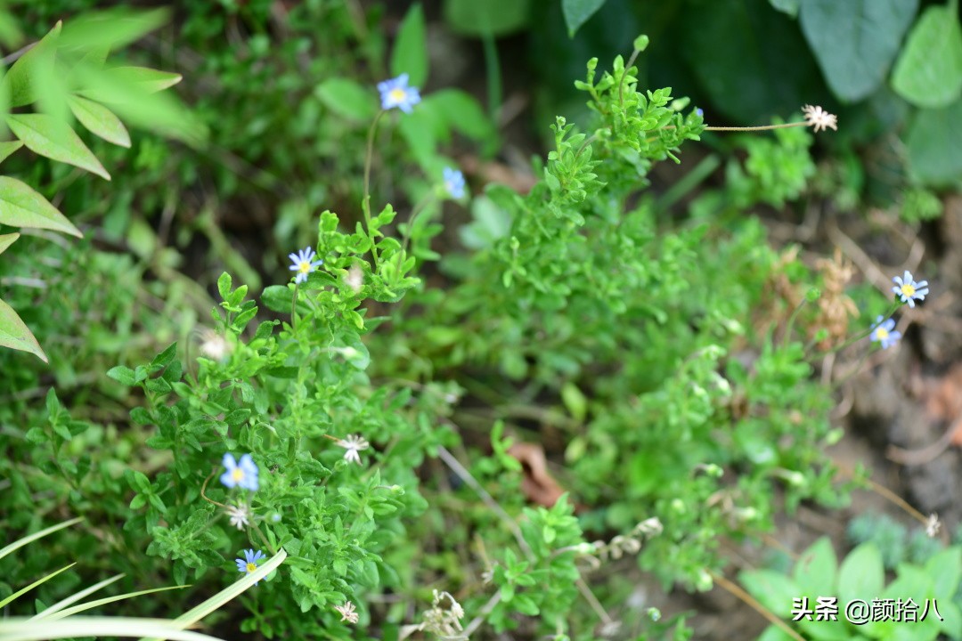 看到你的花园那么惨，我就安心了|园丁