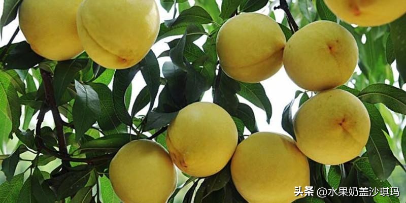 中国各地有名的特产是什么,中国各省市的著名特产