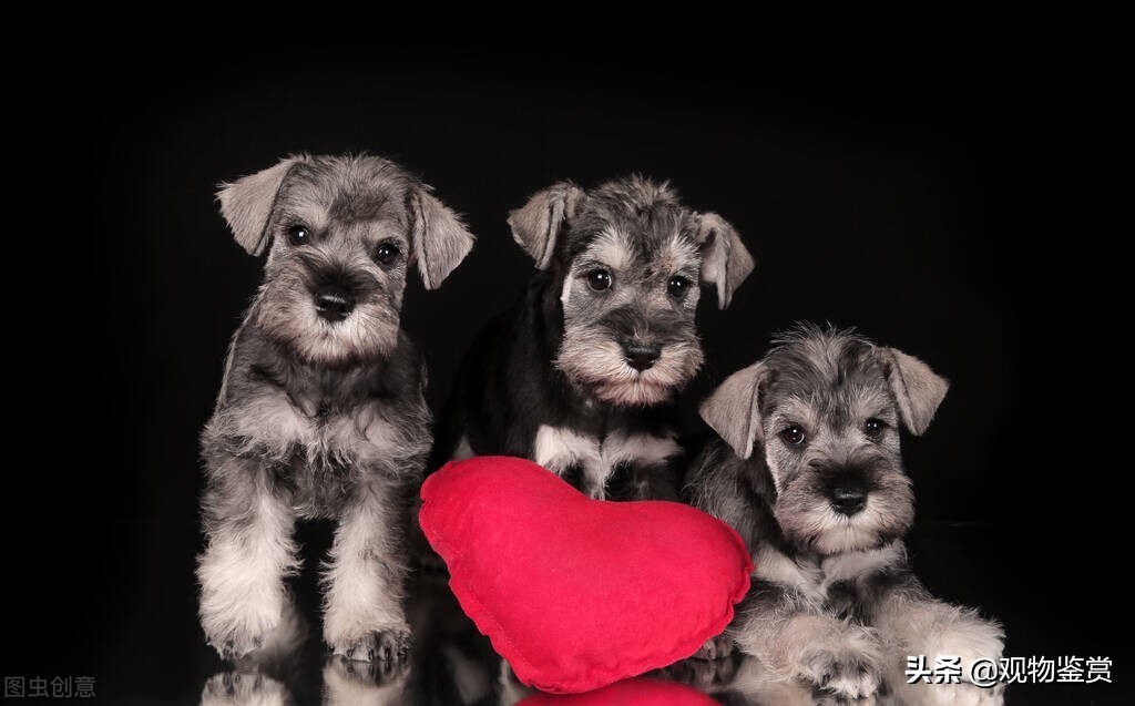 狗的种类分别有哪几种详细说明,狗的种类总的来说可以分为哪7类