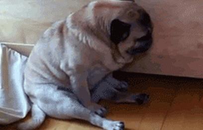 狗狗的体温是38.8算不算发烧,电额温枪怎么给狗狗测量体温