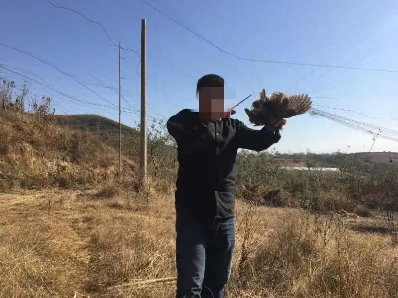 红毛猩猩被囚六年，培养成泄欲工具，身上溃烂也得接客